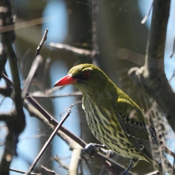 Olive-backed Oriole Diamond Head, Crowdy Head National Park, NSW, Australia Tue, 8/25/2020