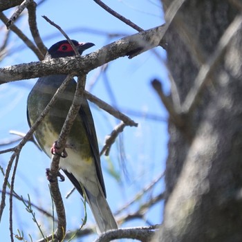 Australasian Figbird Diamond Head, Crowdy Head National Park, NSW, Australia Tue, 8/25/2020