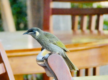 Lewin's Honeyeater Bago Winery, Herons Creek, NSW, Australia Mon, 8/24/2020