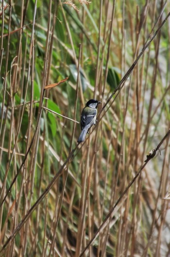 Sat, 3/18/2017 Birding report at Kasai Rinkai Park