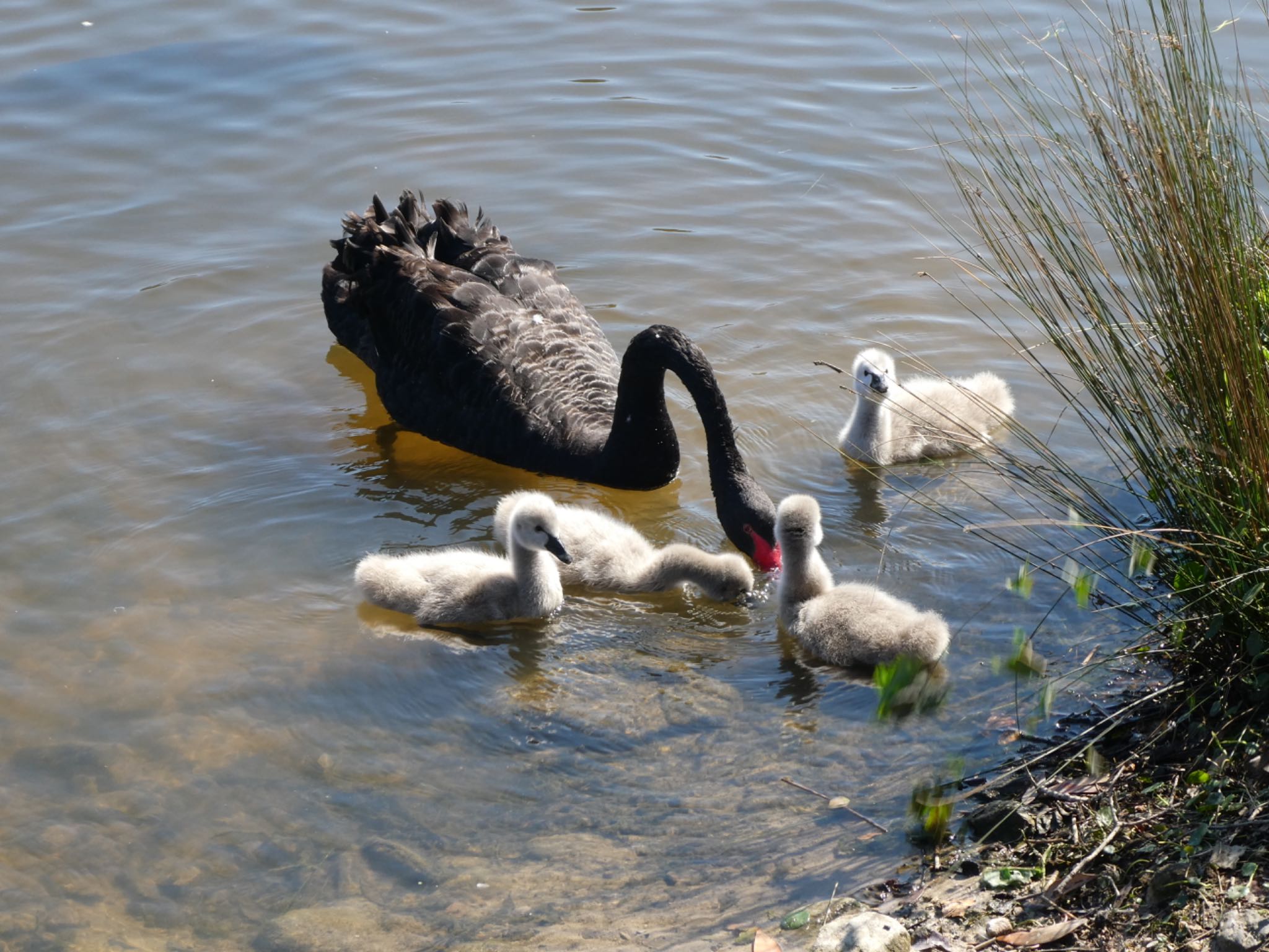 Photo of Black Swan at Centennial Park (Sydney) by Maki