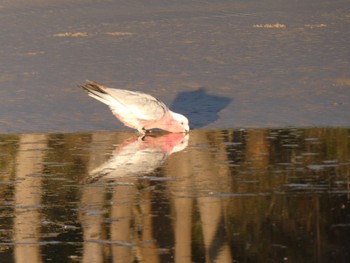 Galah Rainbow Beach, Bonny Hills, NSW, Australia Tue, 8/25/2020