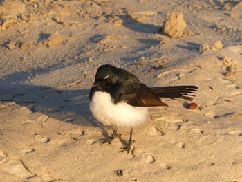 Willie Wagtail Rainbow Beach, Bonny Hills, NSW, Australia Tue, 8/25/2020