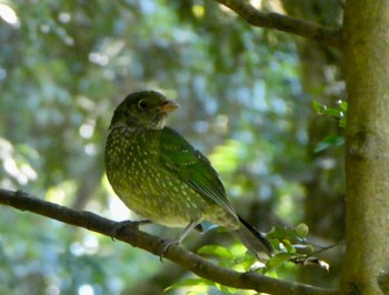 ネコドリ Dorrigo National Park, NSW, Australia 2020年8月24日(月)