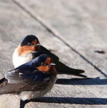 Welcome Swallow Dorrigo National Park, NSW, Australia Mon, 8/24/2020