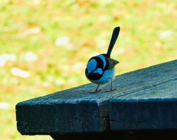 ルリオーストラリアムシクイ Dorrigo National Park, NSW, Australia 2020年8月24日(月)