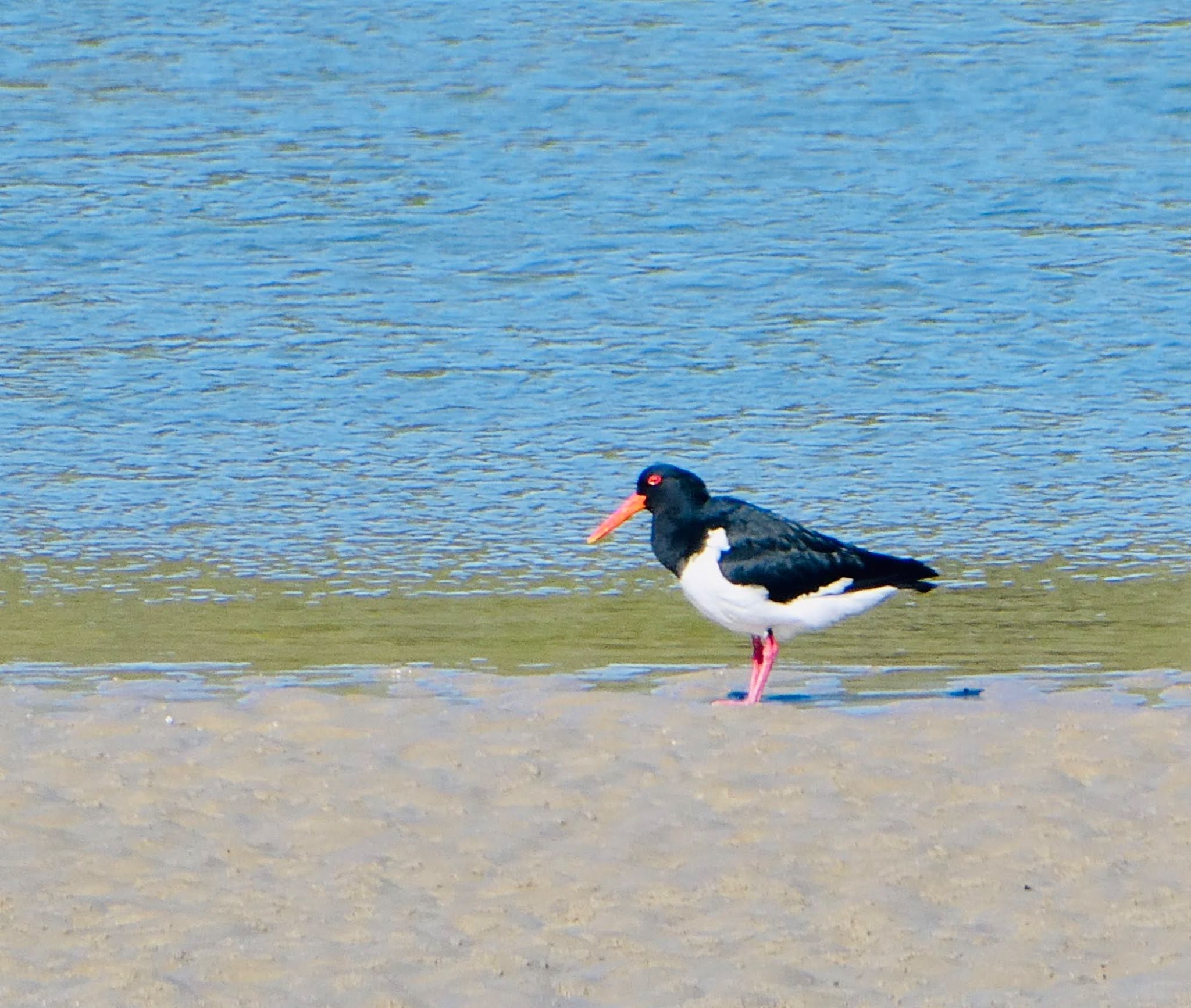 Solitary Island Marine Park, Coffs Harbour オーストラリアミヤコドリの写真 by Maki