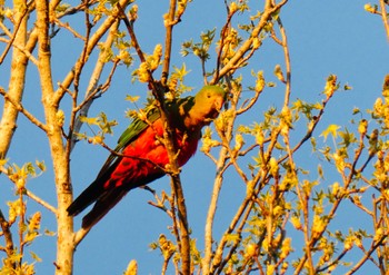 キンショウジョウインコ Dorrigo Mountain, NSW, Australia 2020年8月24日(月)