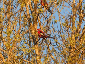 アカクサインコ Dorrigo Mountain, NSW, Australia 2020年8月24日(月)