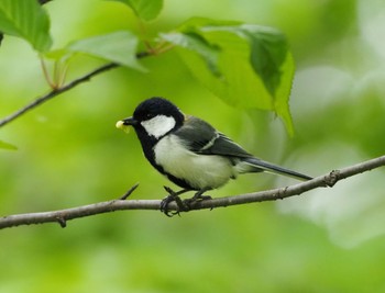 シジュウカラ 北海道 2022年5月29日(日)