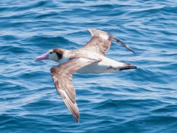 Short-tailed Albatross 大洗-苫小牧航路 Sun, 5/29/2022