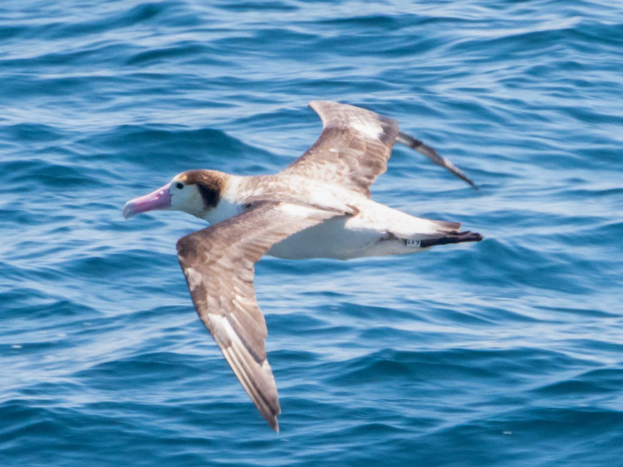 Short-tailed Albatross