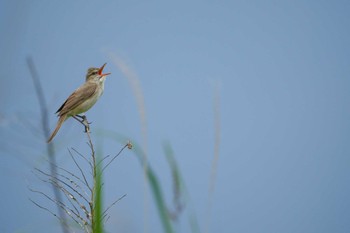 Oriental Reed Warbler 野洲川河口 Wed, 6/1/2022