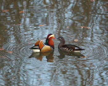 Mandarin Duck 横浜市青葉区 Mon, 12/25/2017