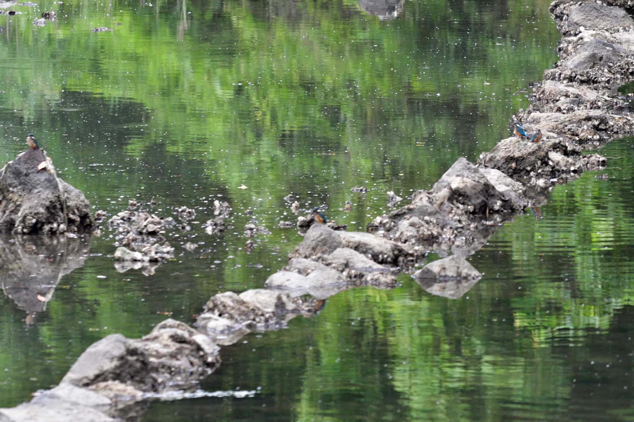 Common Kingfisher