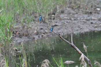 カワセミ 長浜公園 2022年6月1日(水)