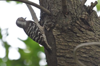 Japanese Pygmy Woodpecker Nagahama Park Wed, 6/1/2022