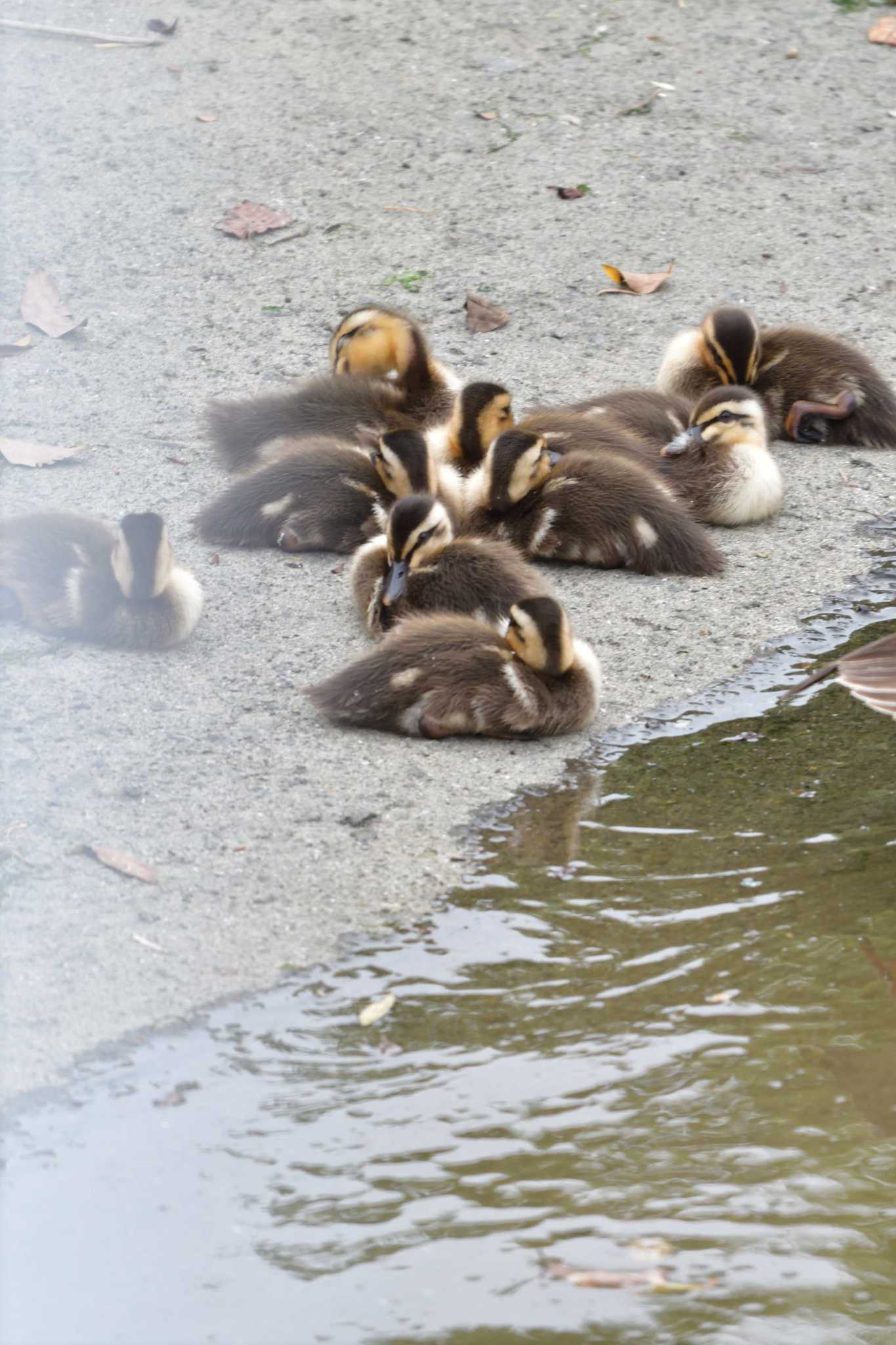 長浜公園 カルガモの写真 by やなさん