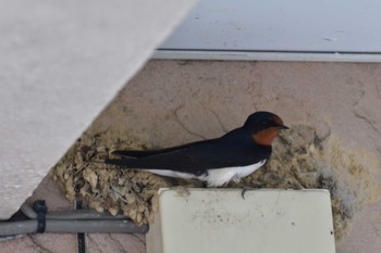 Barn Swallow Nagahama Park Wed, 6/1/2022