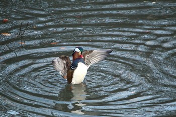 Mandarin Duck 横浜市青葉区 Mon, 12/25/2017