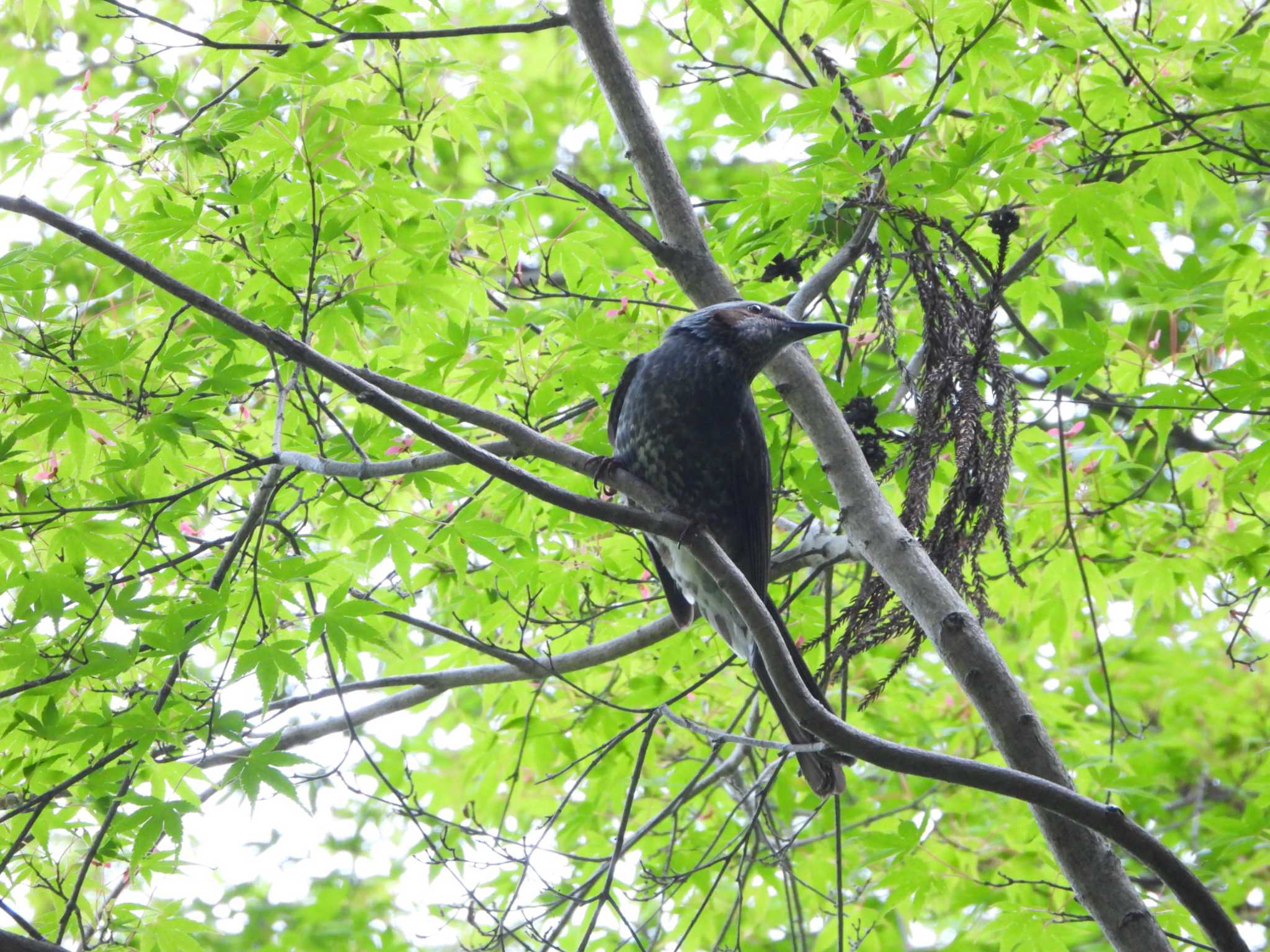 Brown-eared Bulbul