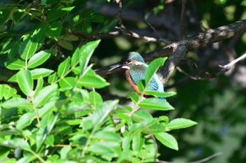 カワセミ 長浜公園 2022年6月2日(木)