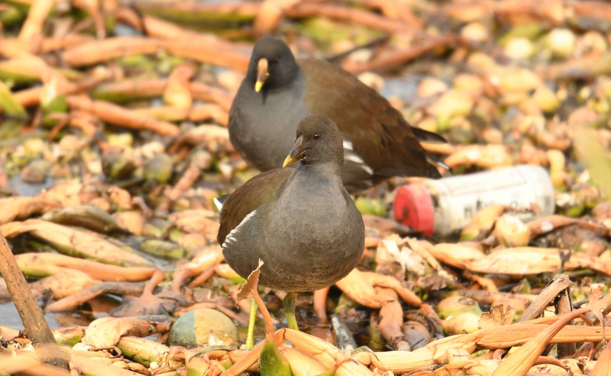 Photo of Common Moorhen at 城沼 by あひる