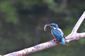 カワセミ 長浜公園 2022年6月2日(木)