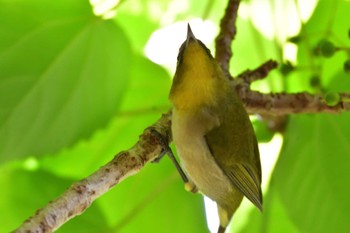 Warbling White-eye Nagahama Park Thu, 6/2/2022