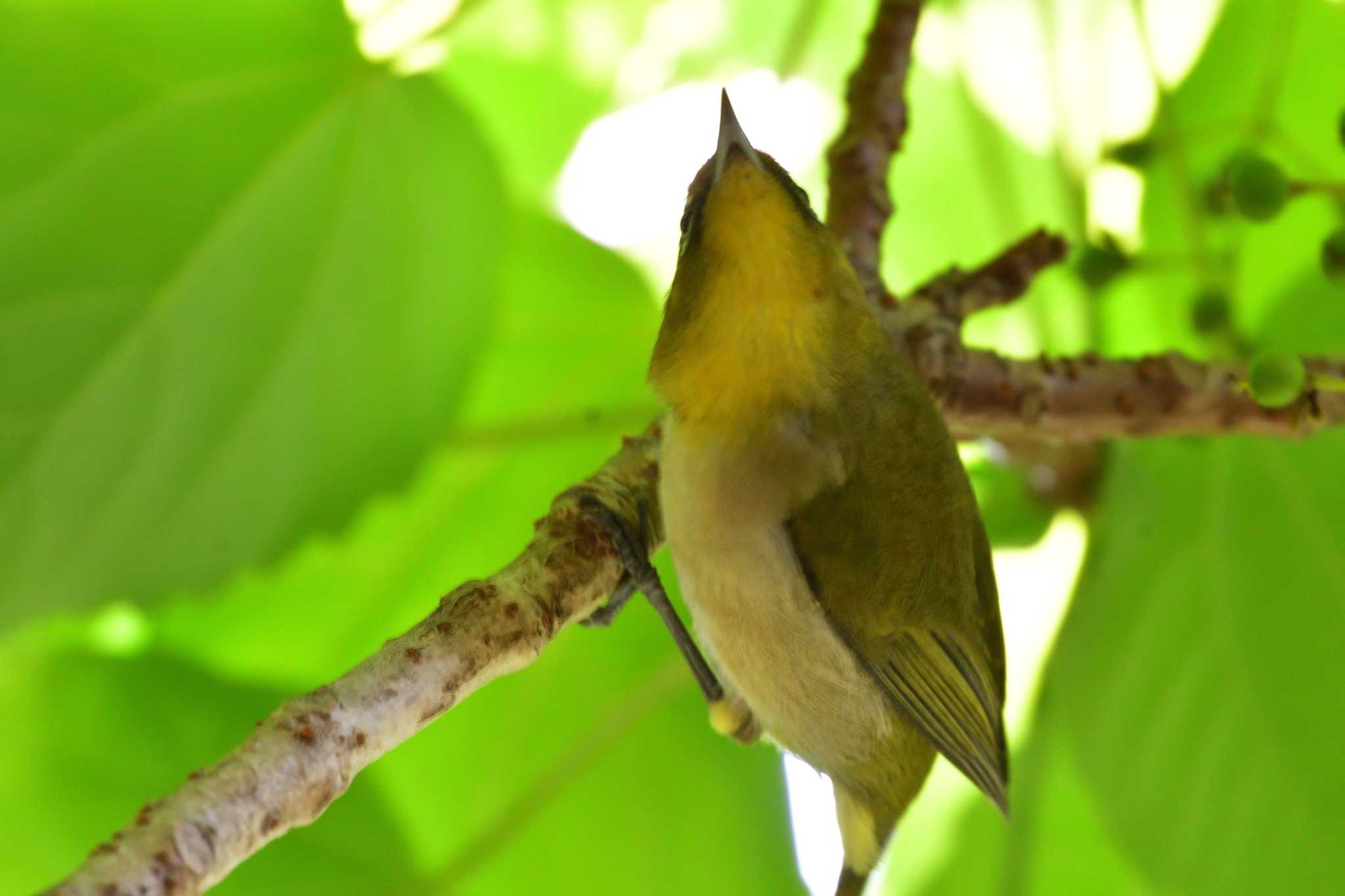 Photo of Warbling White-eye at Nagahama Park by やなさん