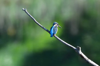 カワセミ 長浜公園 2022年6月2日(木)