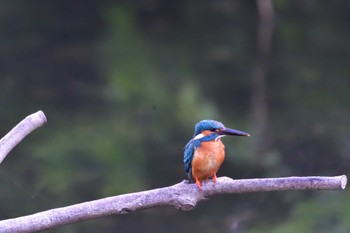 カワセミ 長浜公園 2022年6月2日(木)