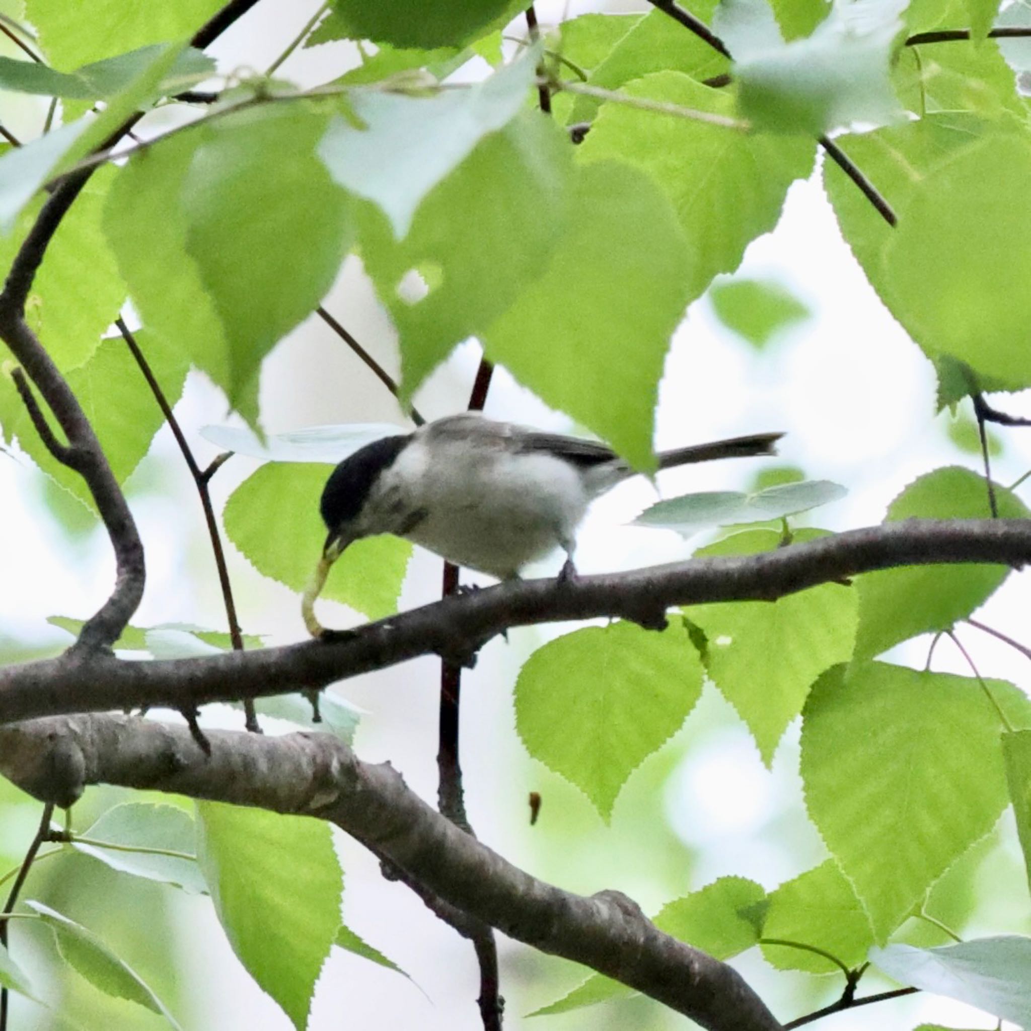 真駒内公園 ハシブトガラの写真 by haha.9535