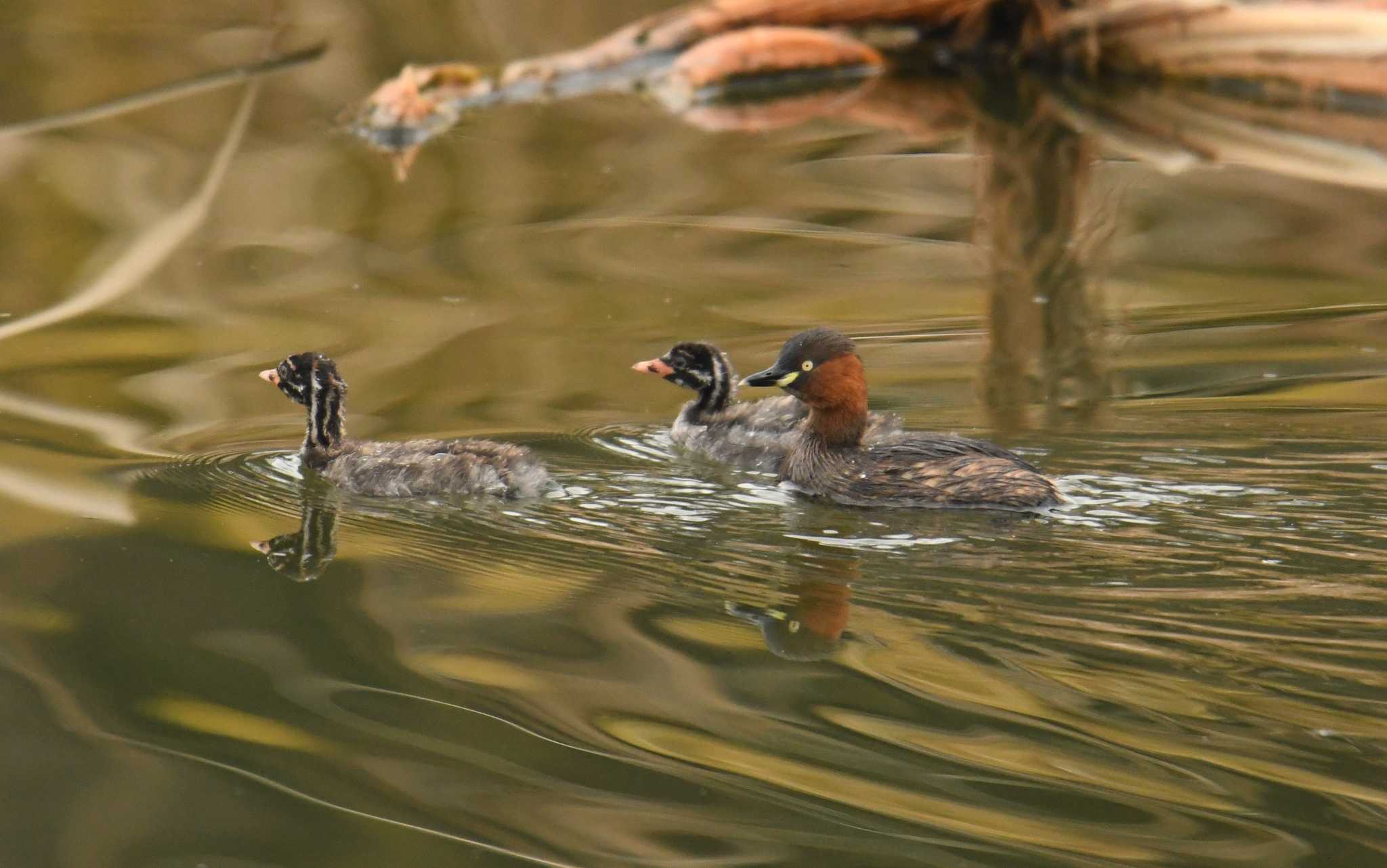 Photo of Little Grebe at 城沼 by あひる