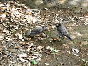 2022年6月2日(木) 平和の森公園、妙正寺川の野鳥観察記録