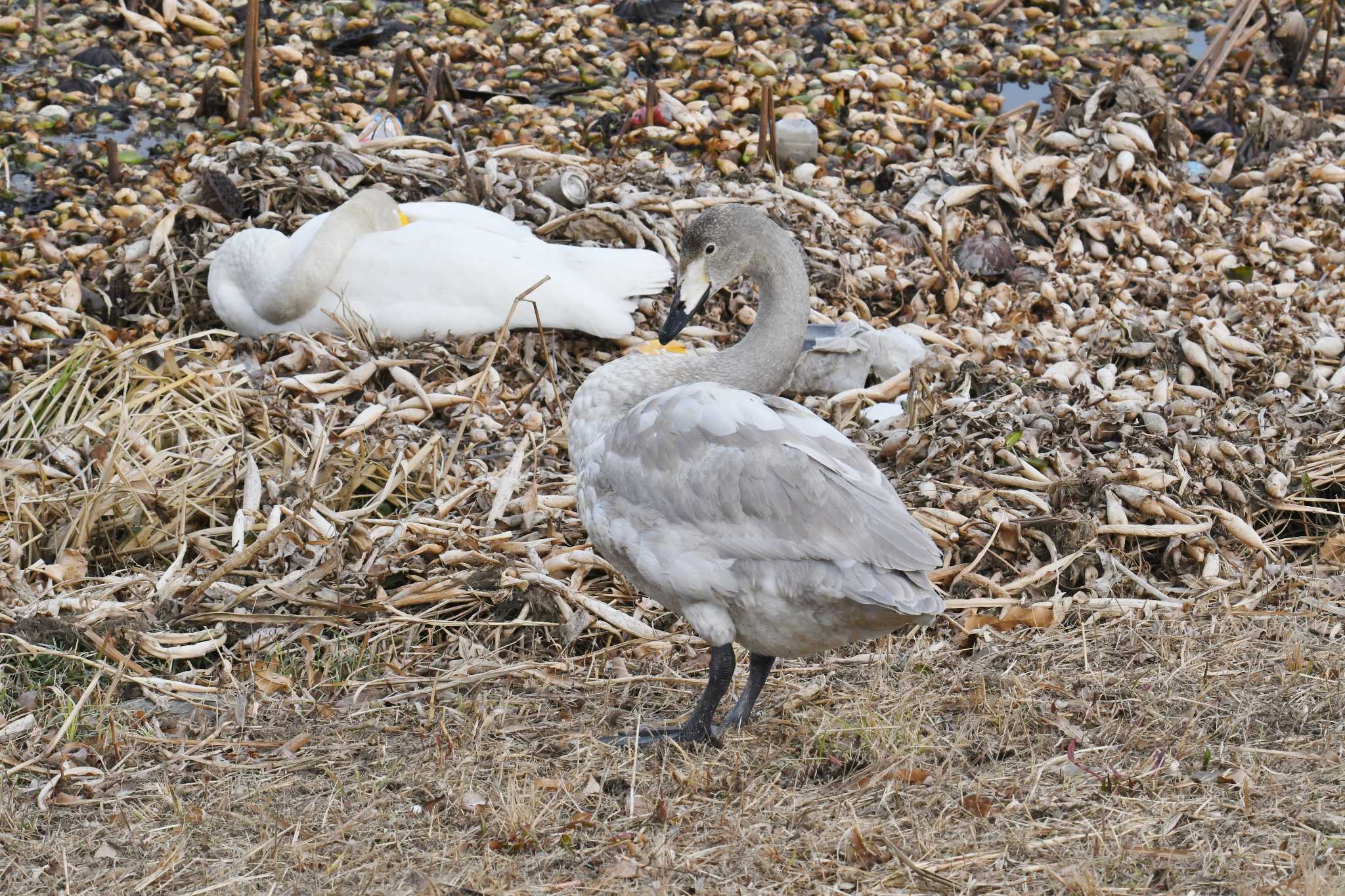 Photo of Whooper Swan at 城沼 by あひる