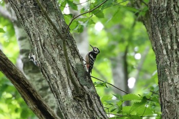 2022年6月2日(木) 西岡公園(西岡水源地)の野鳥観察記録