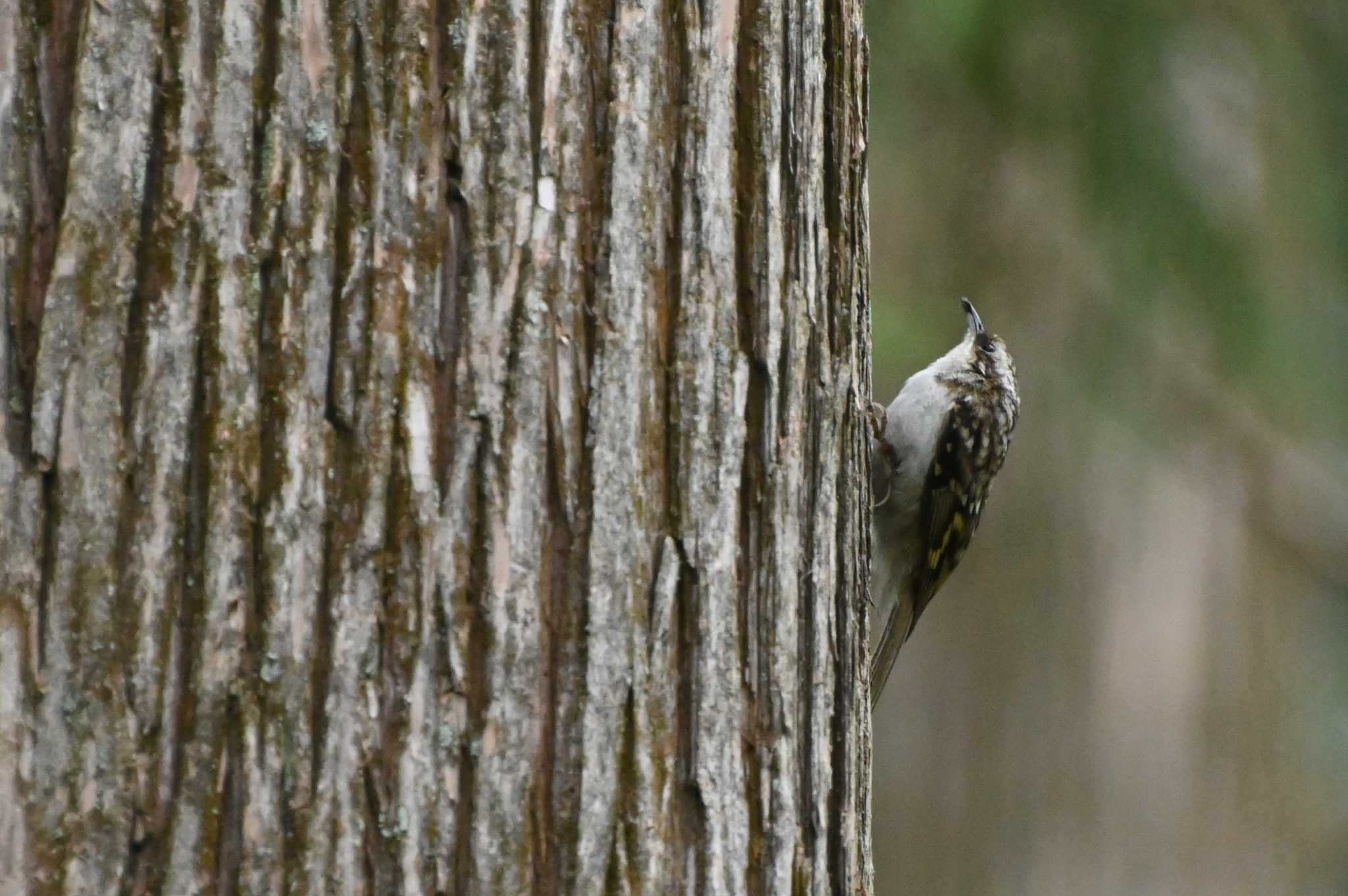 Photo of Eurasian Treecreeper at Togakushi Forest Botanical Garden by クロム鈴木