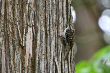 Eurasian Treecreeper Togakushi Forest Botanical Garden Tue, 5/31/2022