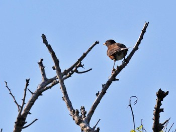 Izu Thrush Miyakejima Island Mon, 5/30/2022