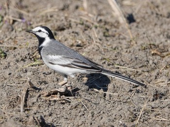 White Wagtail(ocularis) 対馬 Wed, 5/4/2022