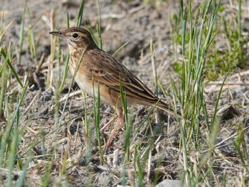 Richard's Pipit 対馬 Sun, 5/8/2022