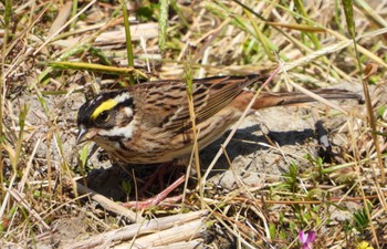 Yellow-browed Bunting 対馬 Thu, 5/5/2022