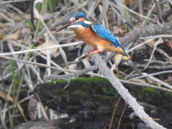 Common Kingfisher 創成川緑地(札幌) Fri, 11/5/2021