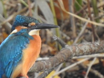 Common Kingfisher 創成川緑地(札幌) Fri, 11/5/2021