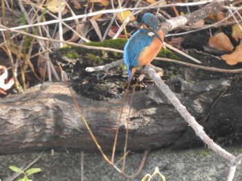 Common Kingfisher 創成川緑地(札幌) Fri, 11/5/2021