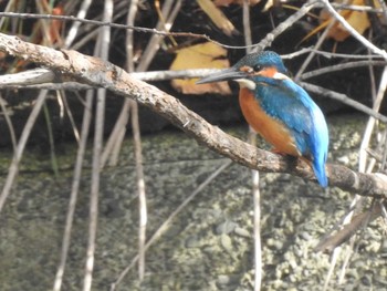 Common Kingfisher 創成川緑地(札幌) Fri, 11/5/2021