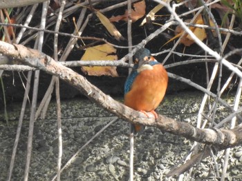 Common Kingfisher 創成川緑地(札幌) Fri, 11/5/2021