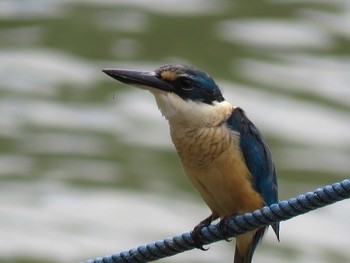 Sacred Kingfisher