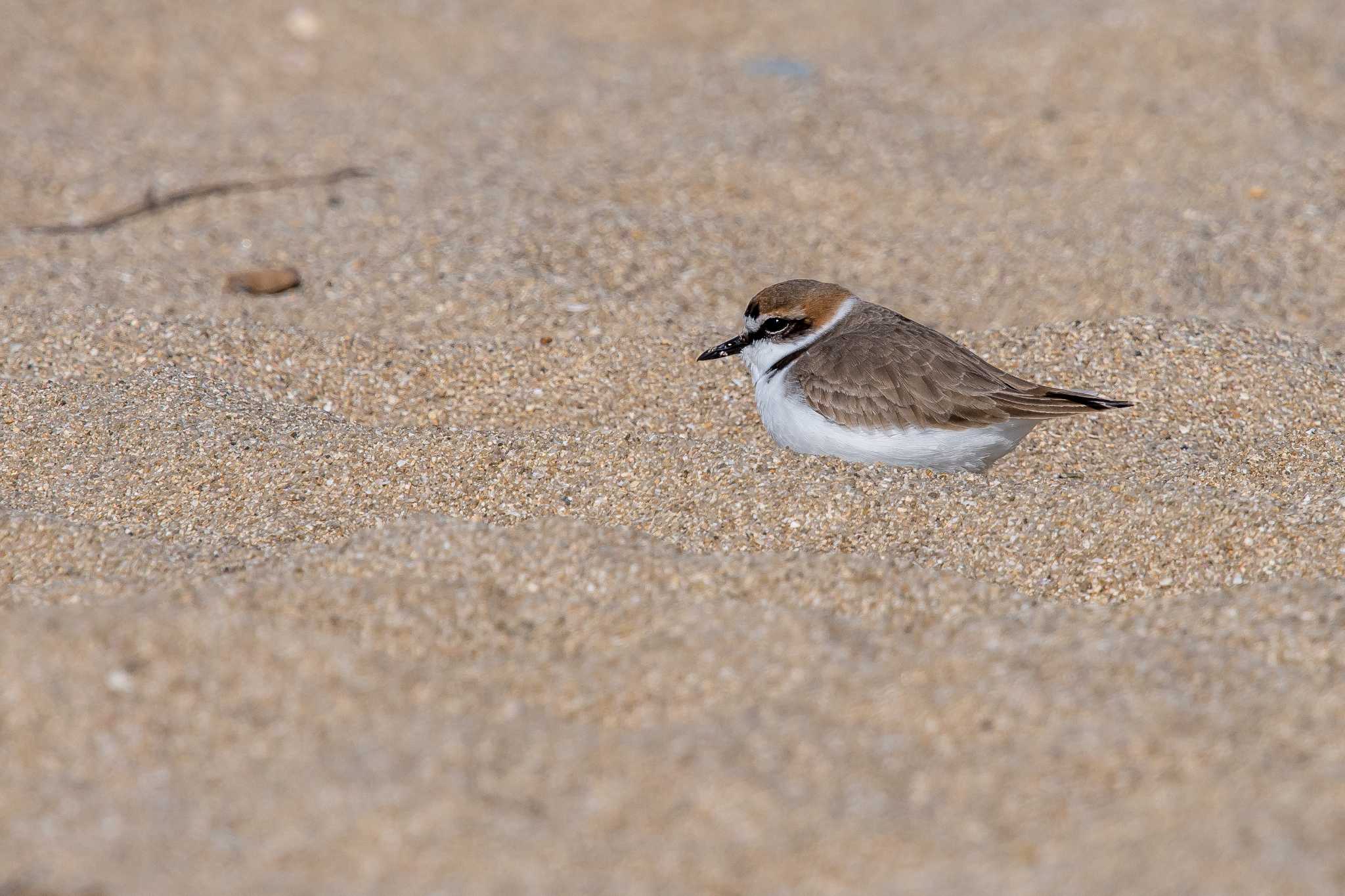 Photo of Kentish Plover at 兵庫県明石市 by ときのたまお